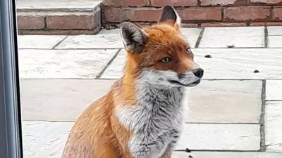 Touching moment fox visits Dorset woman for Christmas dinner | ITV News  Meridian