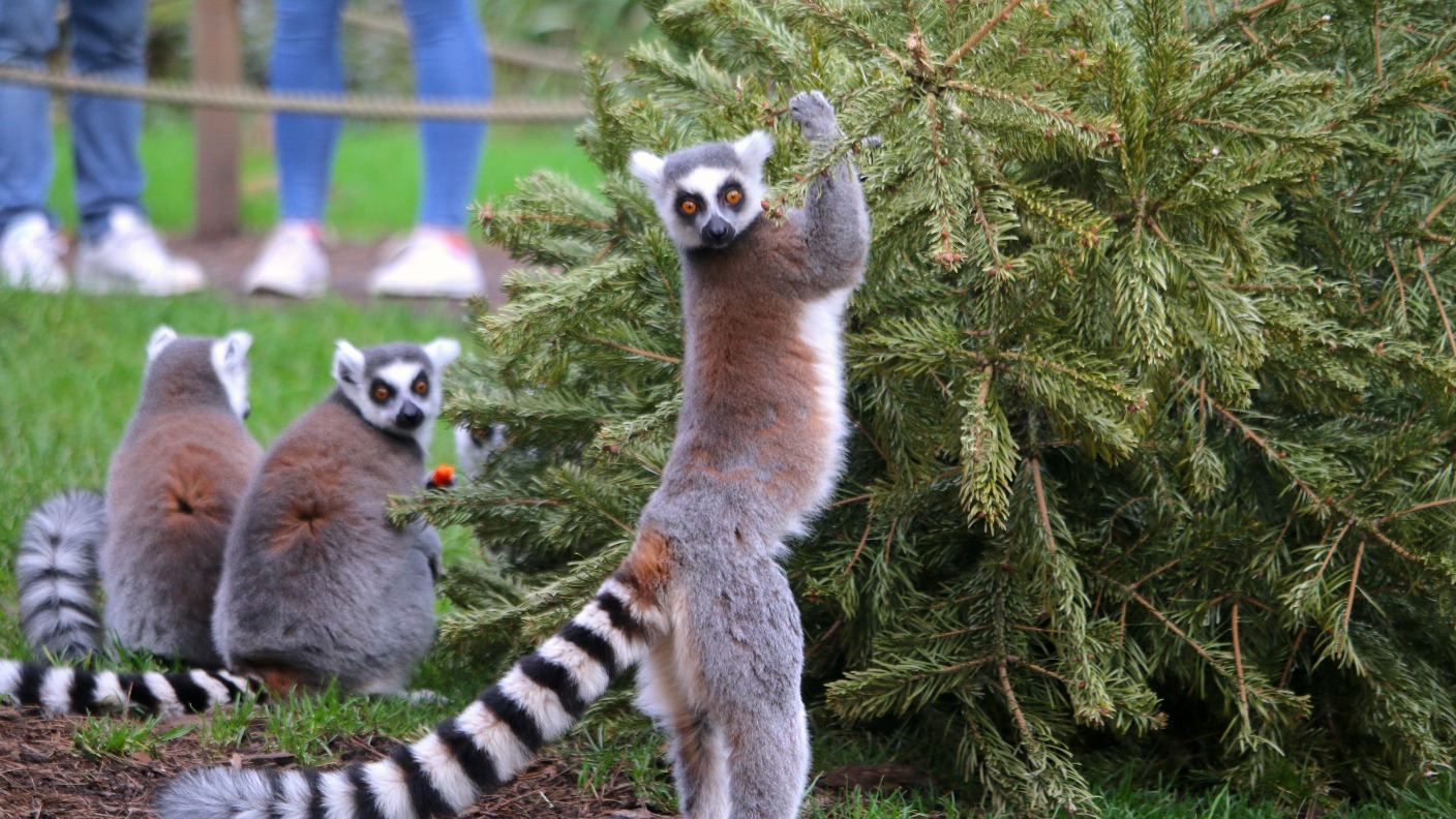 Christmas Trees turned into presents for lemurs at Yorkshire Wildlife