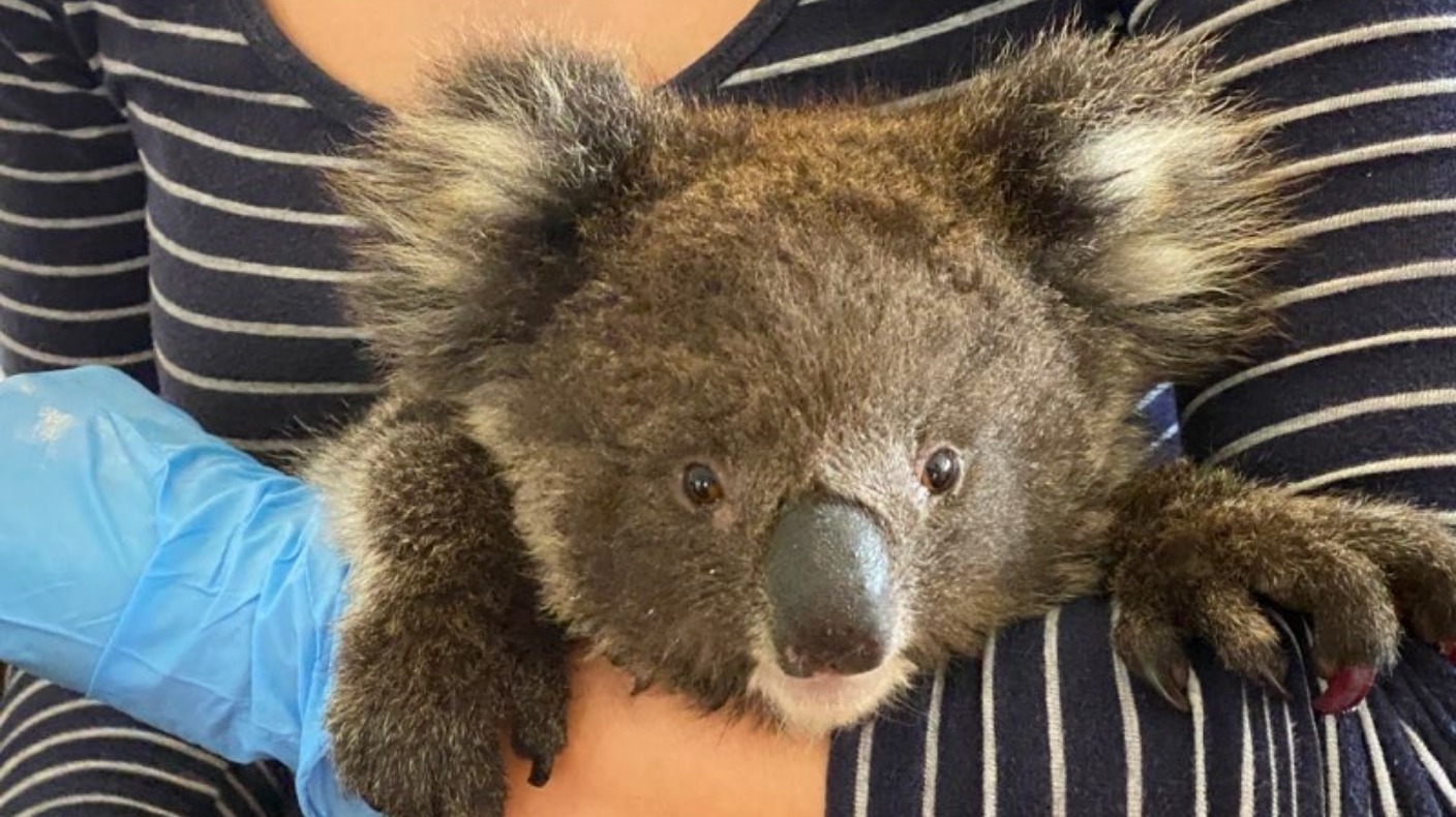 Australia wildfires: More than half of Kangaroo Island's 60,000 koalas  killed in blaze