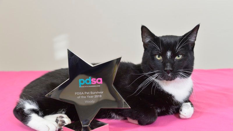 Pdsa lost sale and found cats