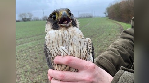 Police appeal after wild peregrine falcon illegally shot and trapped in Suffolk has to be put down | ITV News Anglia 
