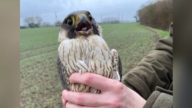 The peregrine falcon was found at Cratfield in Suffolk on 15 March.
Credit: Suffolk Police