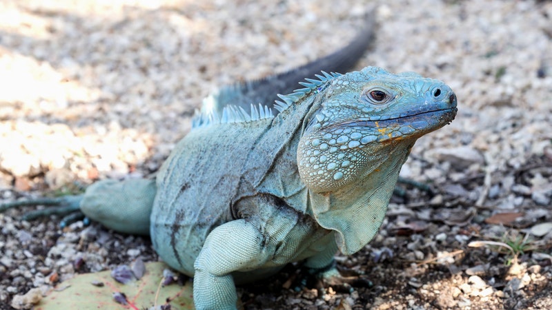 It’s raining iguanas in Florida as reptiles fall from trees | ITV News