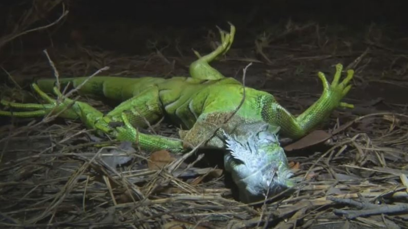 iguana caps