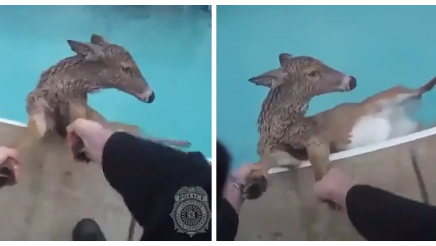 Oh deer: Doe stuck in swimming pool gets helping hand from police | ITV ...