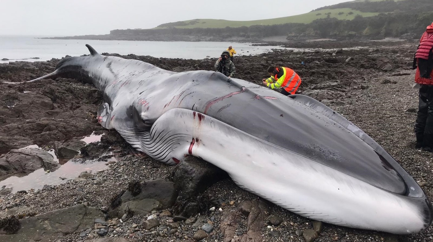 Huge Fin whale dies after becoming stranded on the Lizard in Cornwall | ITV  News West Country