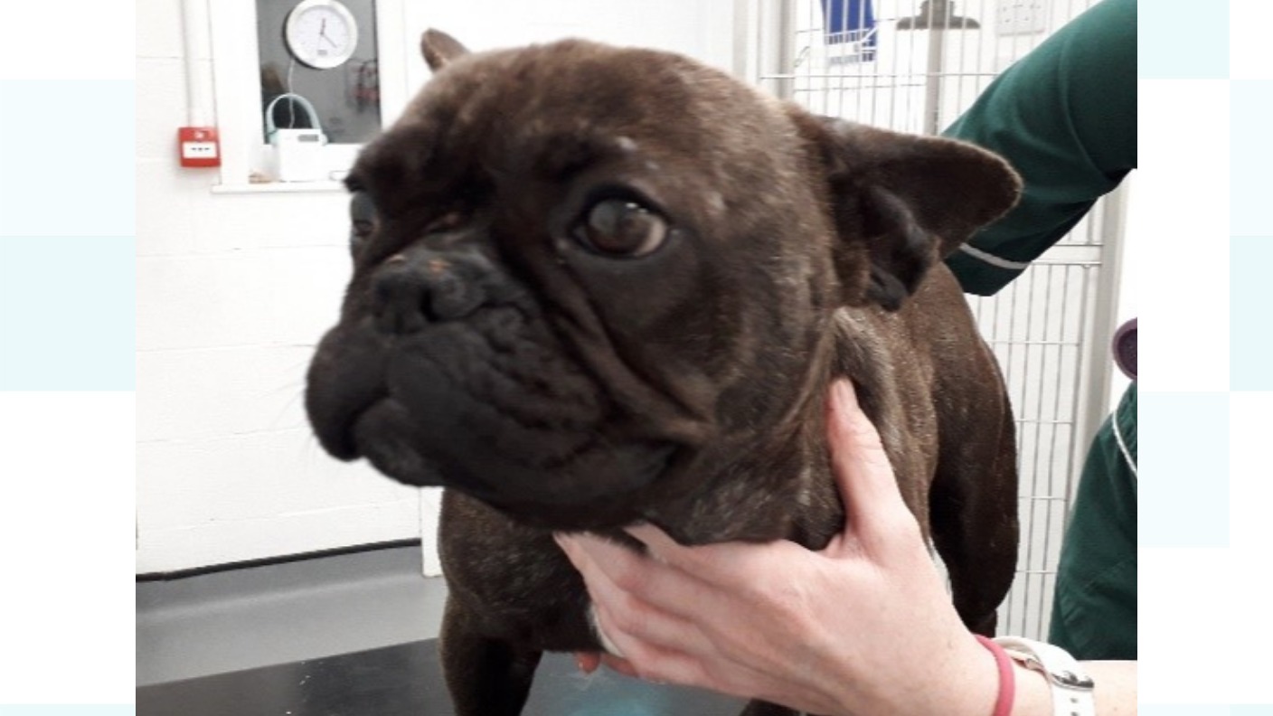Found French Bulldog 2025