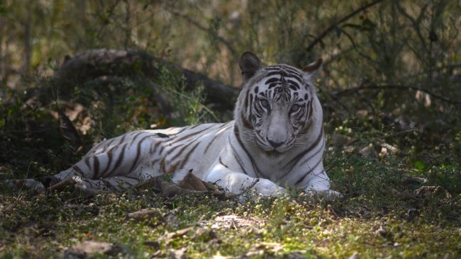 World S First White Tiger Sanctuary Opens In India In Bid To Protect Species Itv News