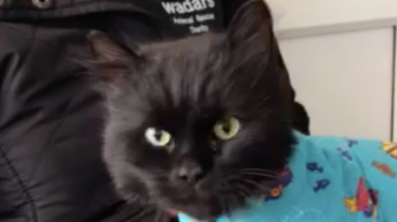 Can you help Eric the shaved cat find a forever home? ITV News Meridian