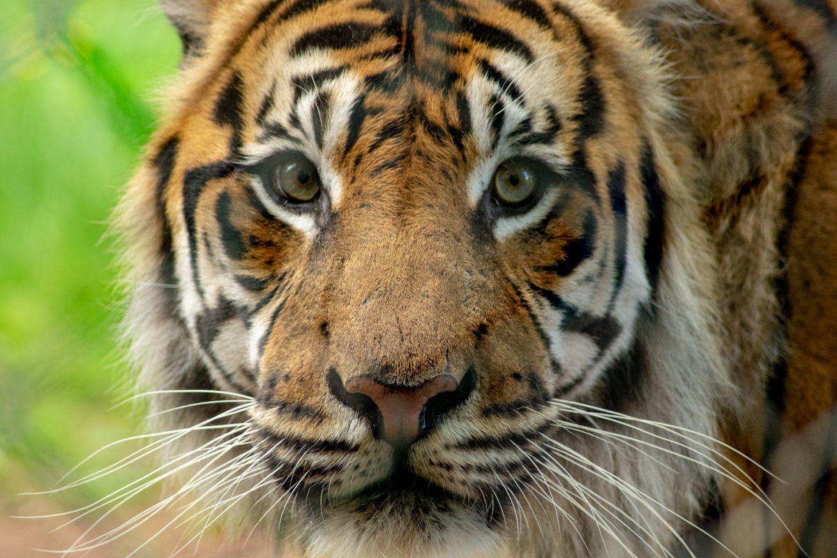 Much-loved tiger at Paignton Zoo put to sleep after walking problems ...