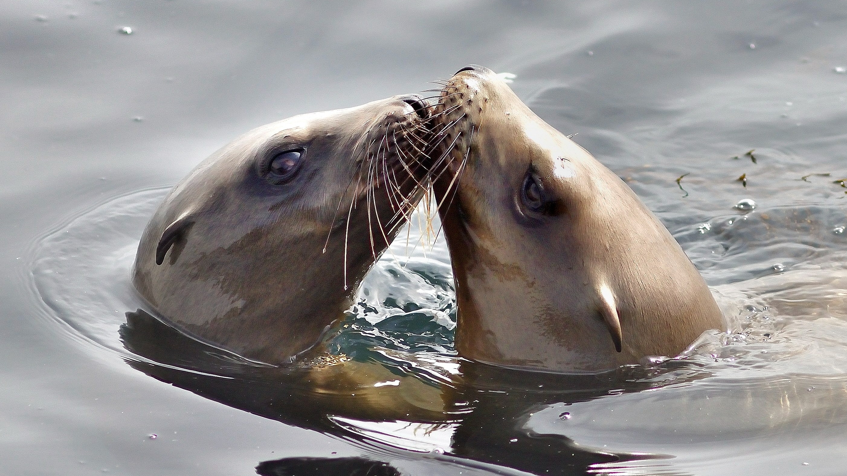 Super senses Blackpool zoo keeper explores unique movement of sea lion
