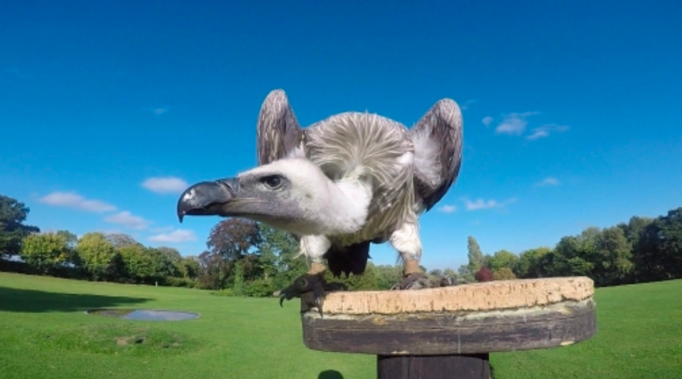 The International Centre for Birds of Prey - Animals & Nature in Newent,  Gloucester - Visit Gloucester