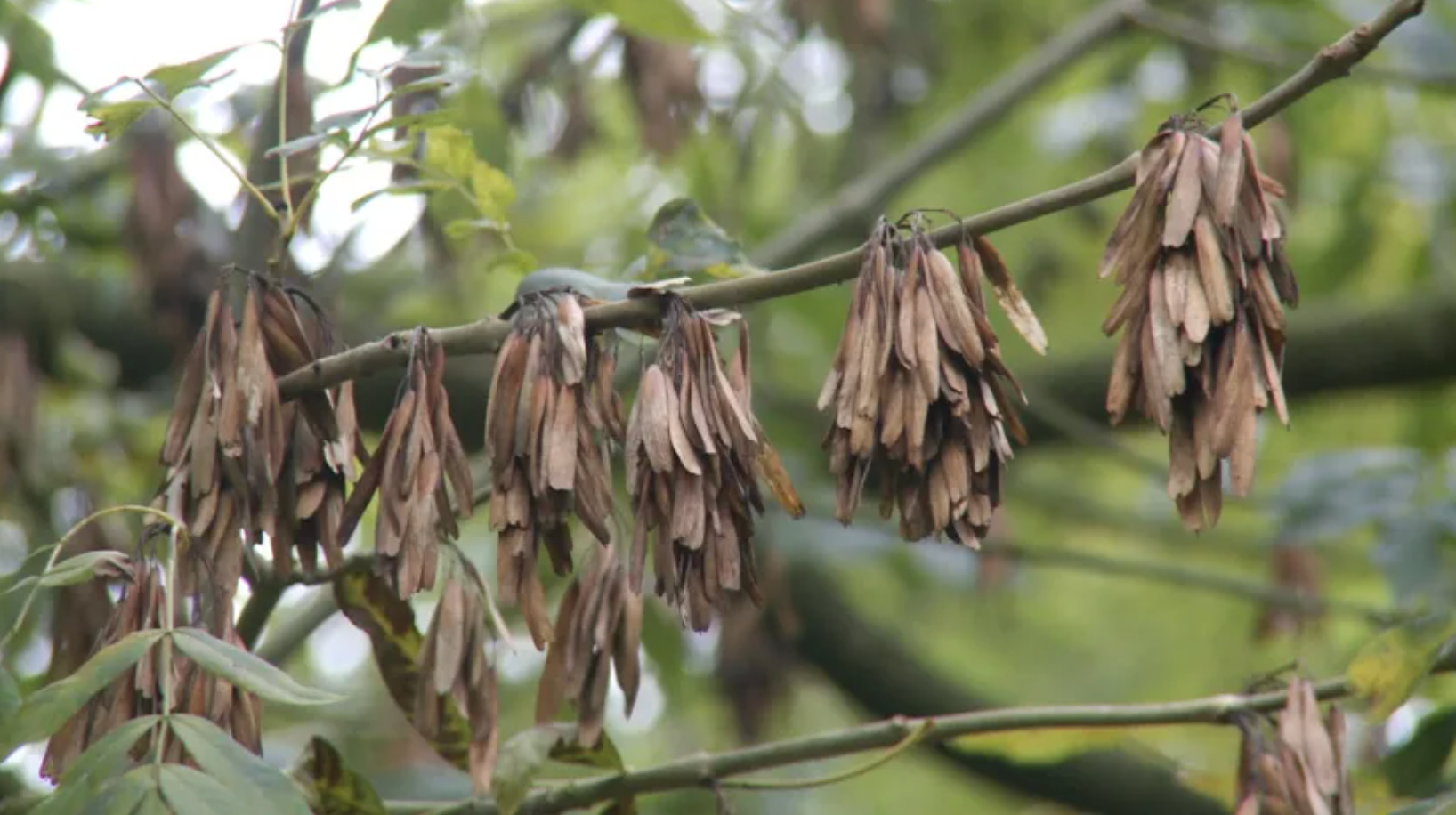 китайский болотный ясень.