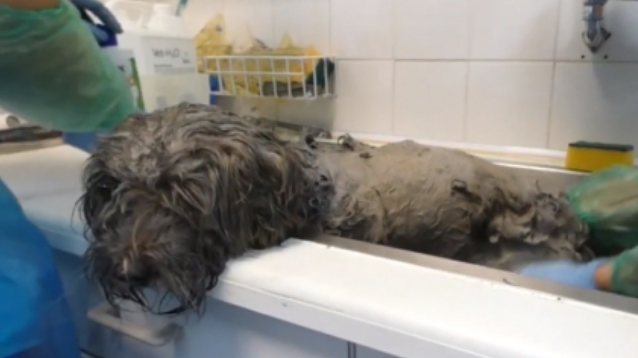 Dog changes colour after being rescued from house fire in Bristol | ITV ...