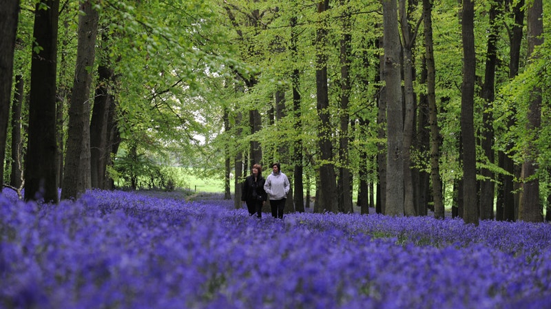 Wildlife lovers encouraged to celebrate the arrival of spring | ITV News