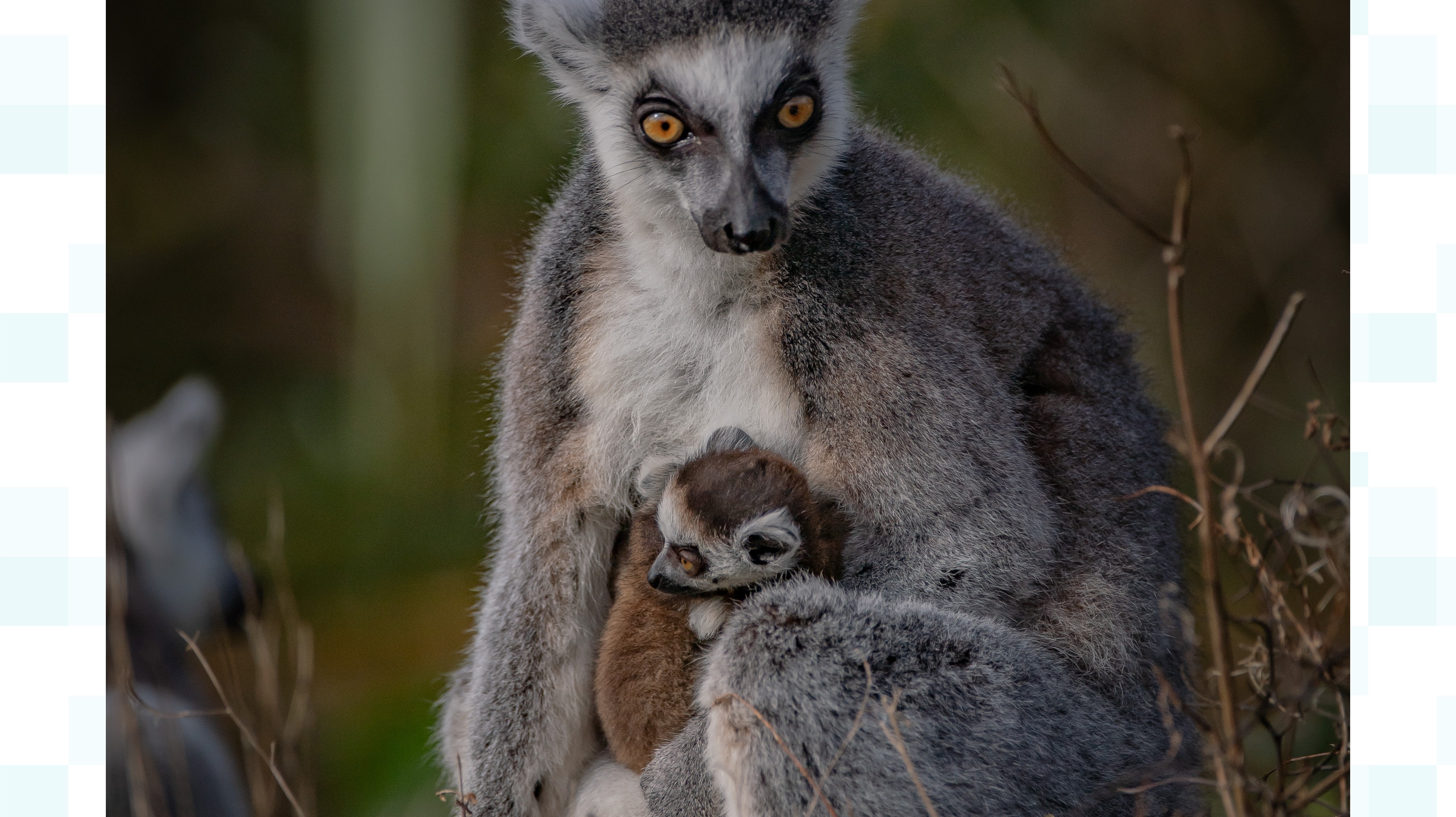 Endangered twin Ring-tailed lemurs born at Chester Zoo | ITV News Granada