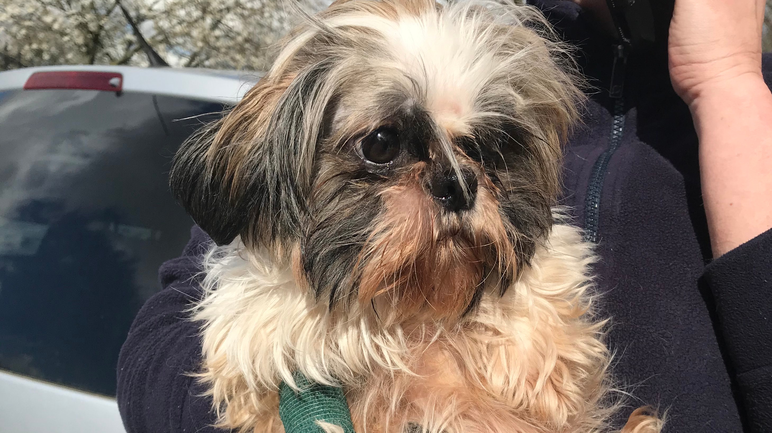 RSPCA will provide emergency service during coronavirus lockdown ITV