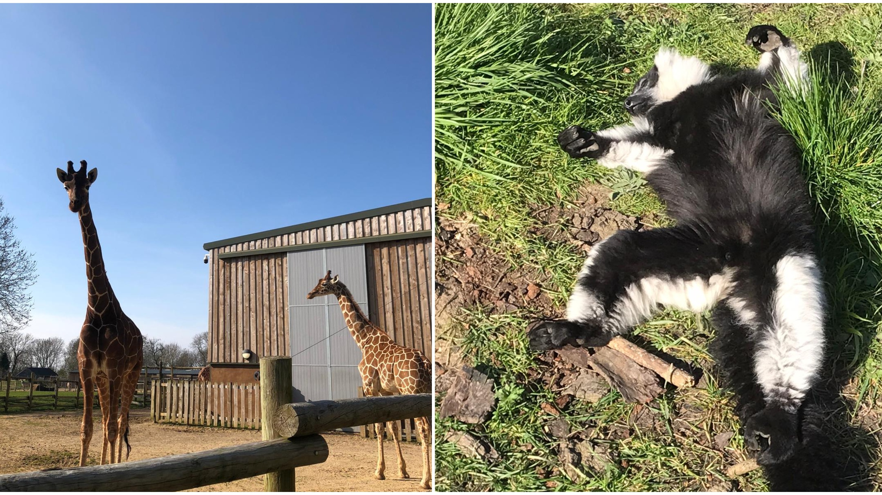 Animals At Bristol Zoo And Wild Place Project Bask In Spring Sunshine ...