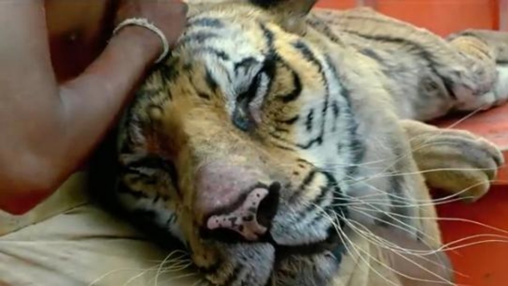 Life of Pi tiger 'nearly drowned' while on set | ITV News