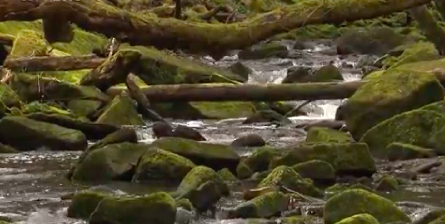 Discover the beauty of Urpeth Burn in County Durham | ITV News 