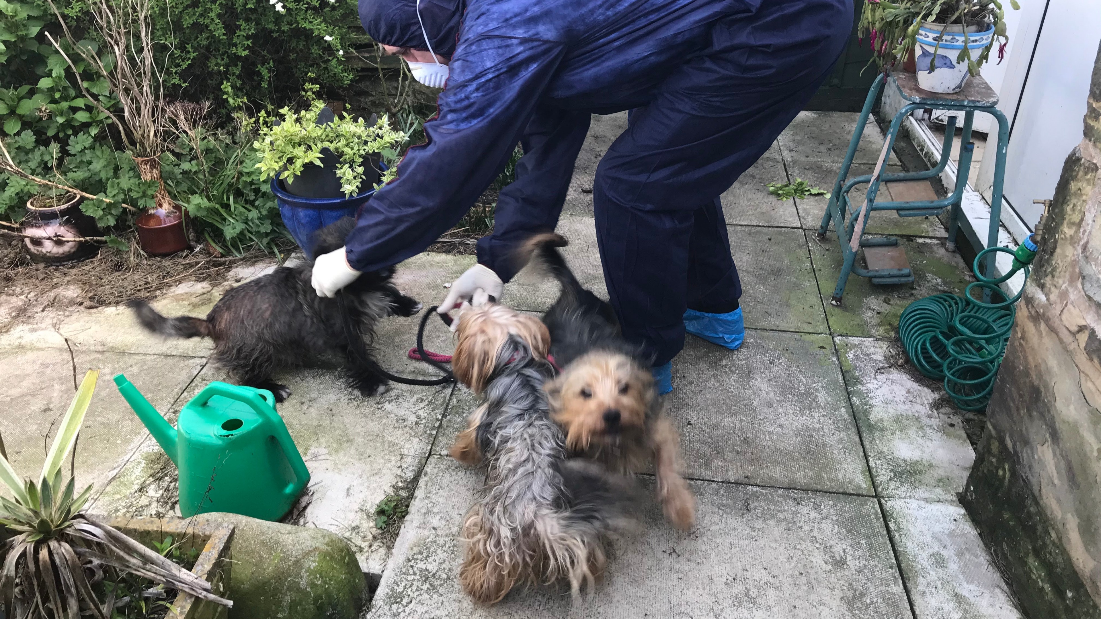 tibetan terrier rspca