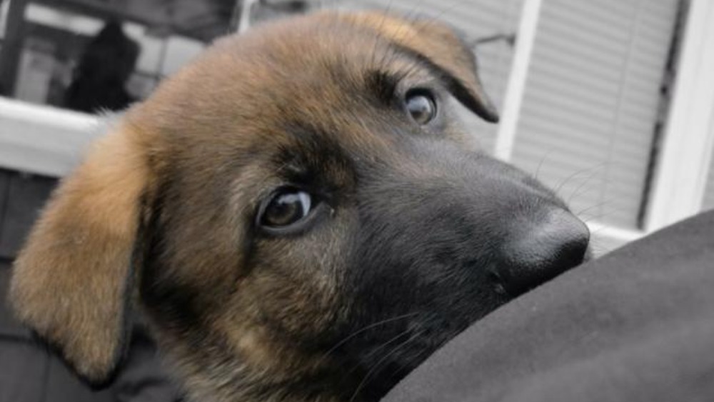 police-puppy-academy-met-police-dogs-learn-tricks-of-the-trade-itv