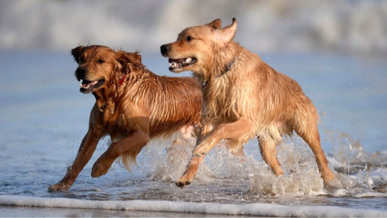 Dog restrictions on Channel Island beaches eased for winter | ITV News ...