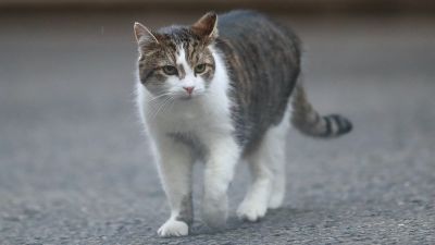 New York pet cats test positive for coronavirus | ITV News