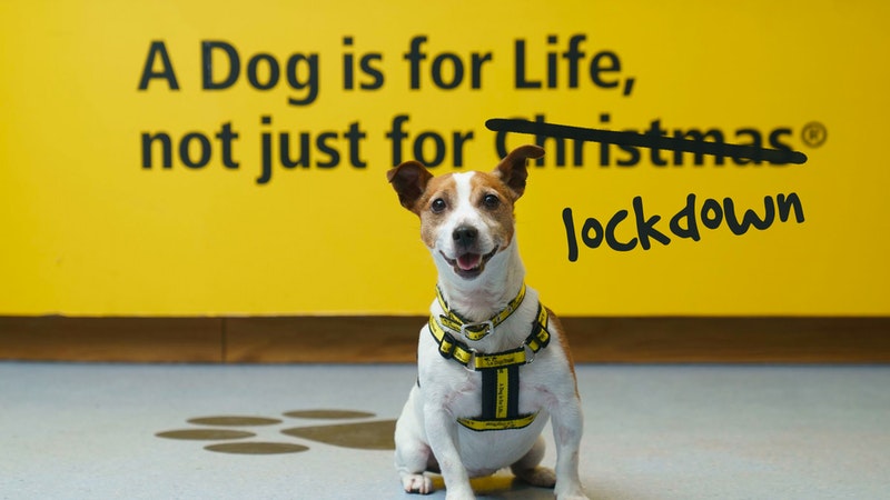 returning a dog to dogs trust
