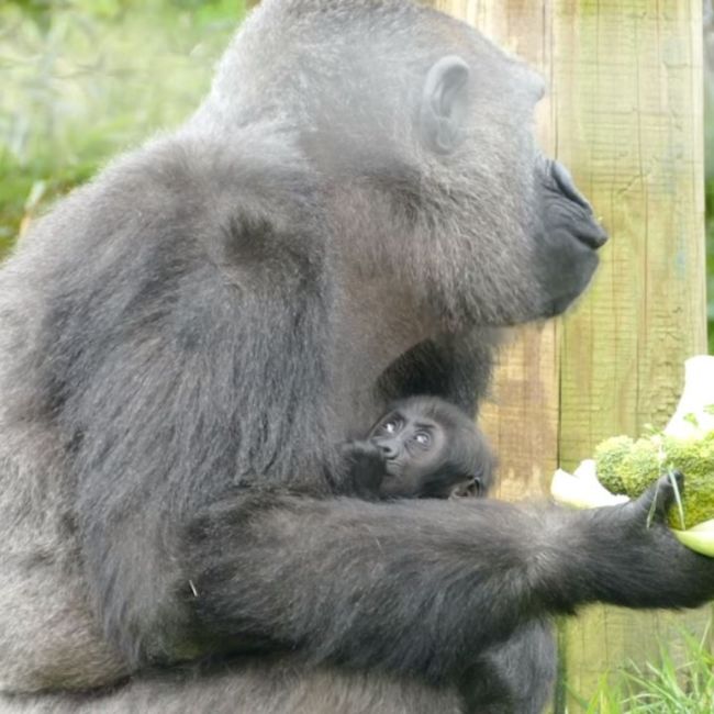 Baby gorilla born at Jersey Zoo 