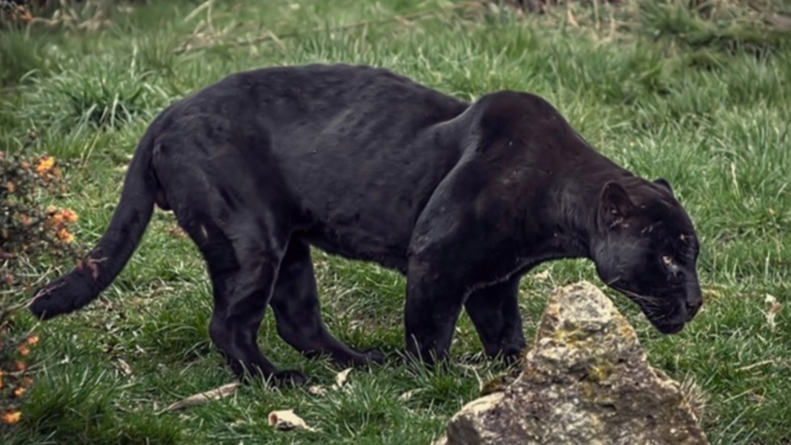 woman-shocked-as-big-black-cat-walks-towards-her-in-countryside-near