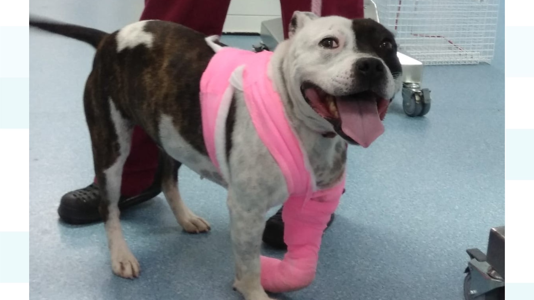 dog-with-severe-leg-injuries-rescued-by-rspca-in-birmingham-itv-news