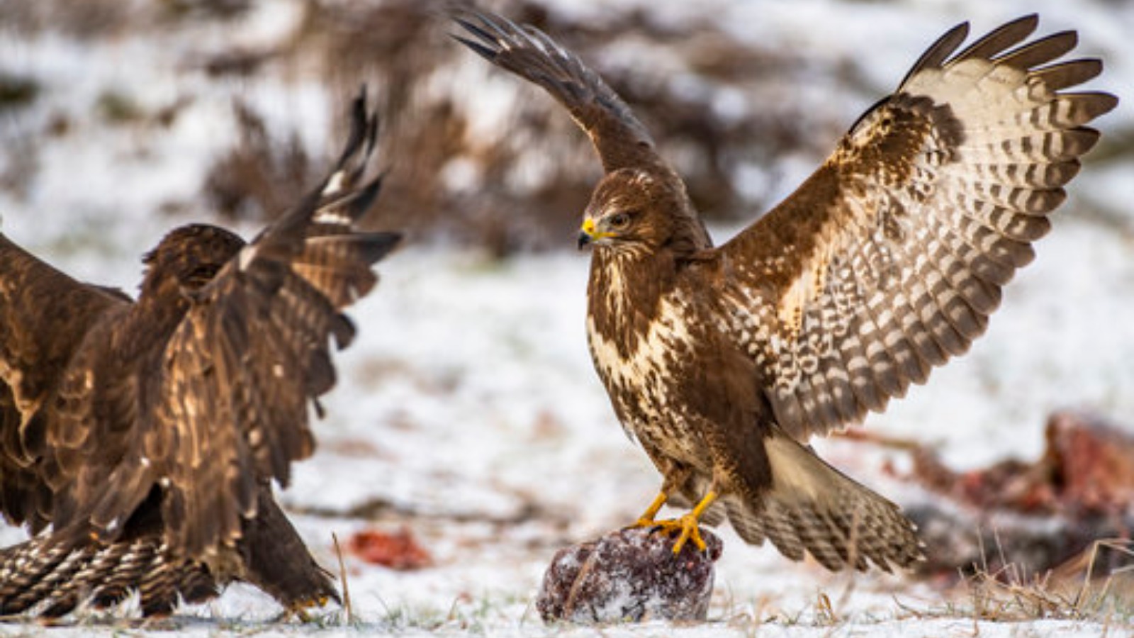 UK lockdown at spring provides peace for birds of prey