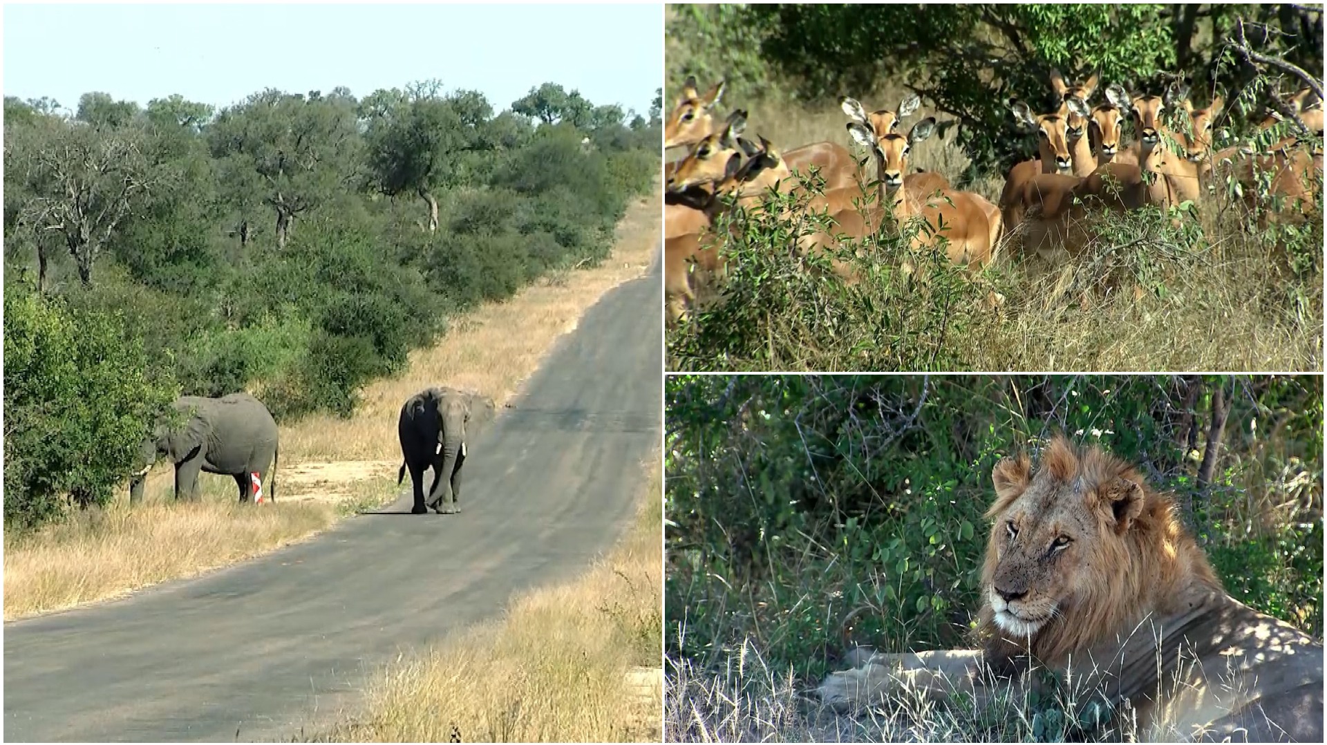 Poachers take advantage as South African game reserves go quiet during ...