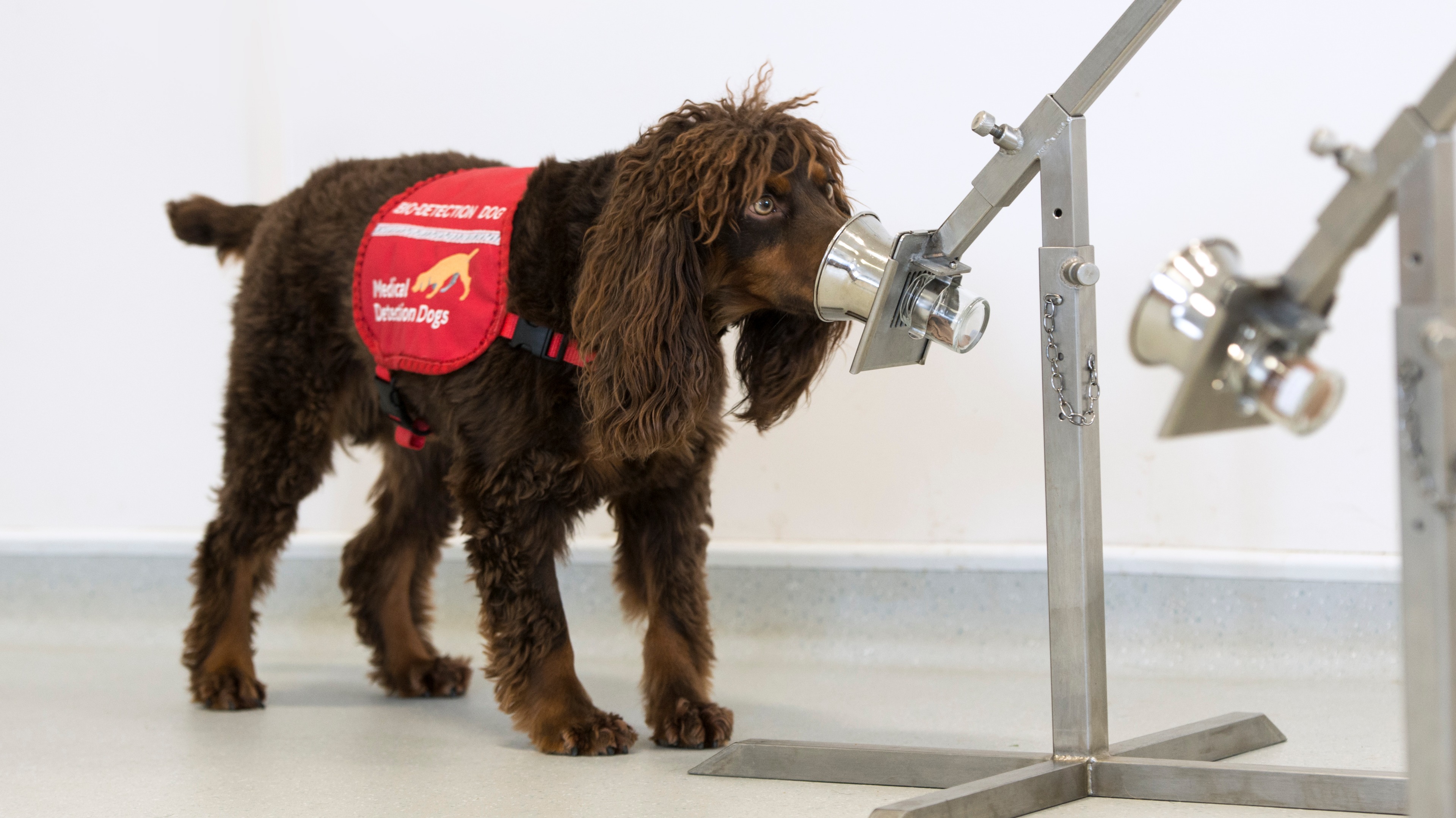Training dogs in Milton Keynes to sniff out coronavirus