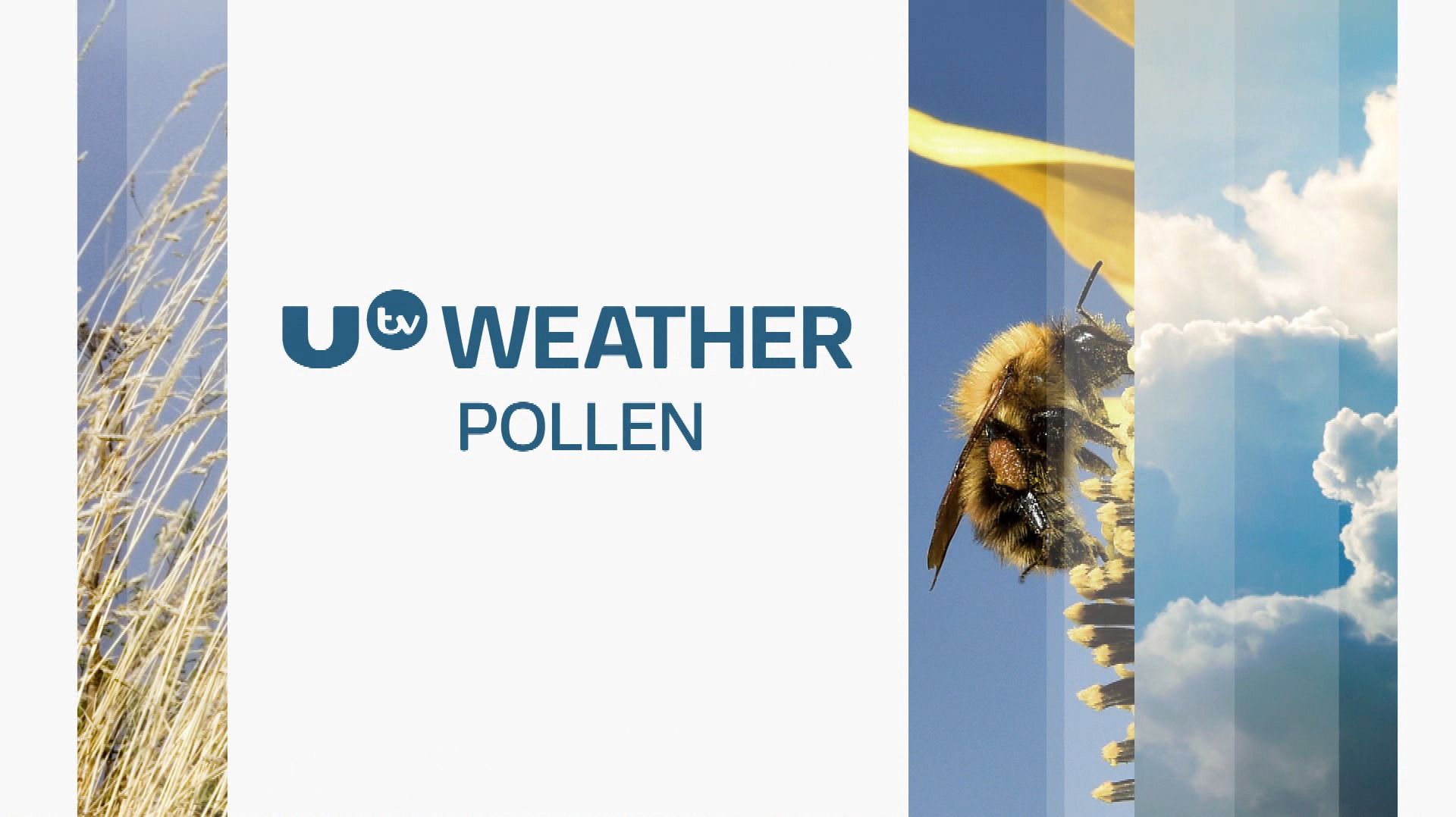 Pollen levels to remain low UTV ITV News