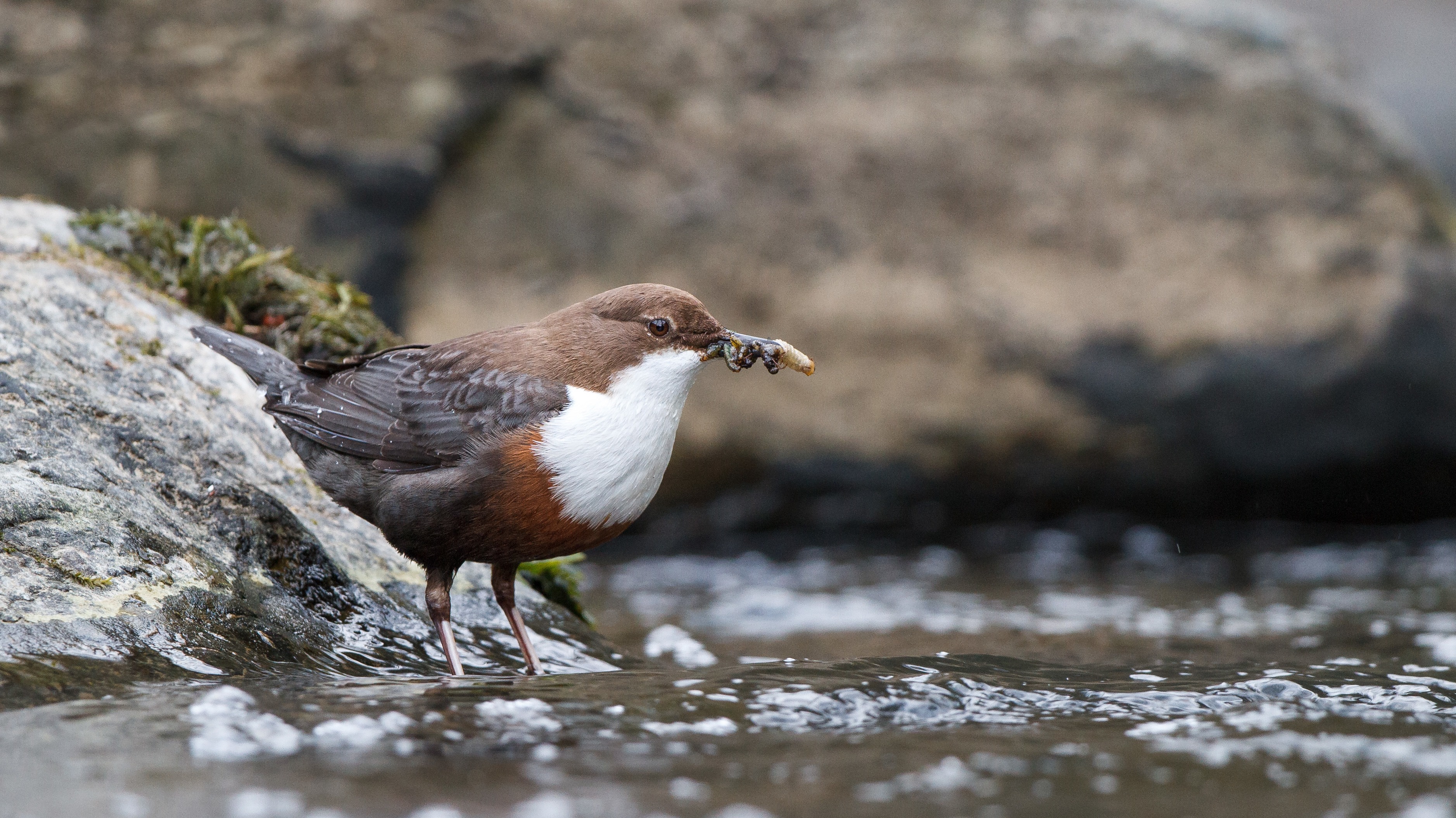 Cardiff university study finds species of river bird eating hundreds of ...