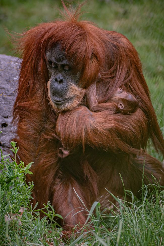 Critically Endangered Orangutan Born At Chester Zoo Itv News Granada Critically Endangered Orangutan Born At Chester Zoo Itv News Granada