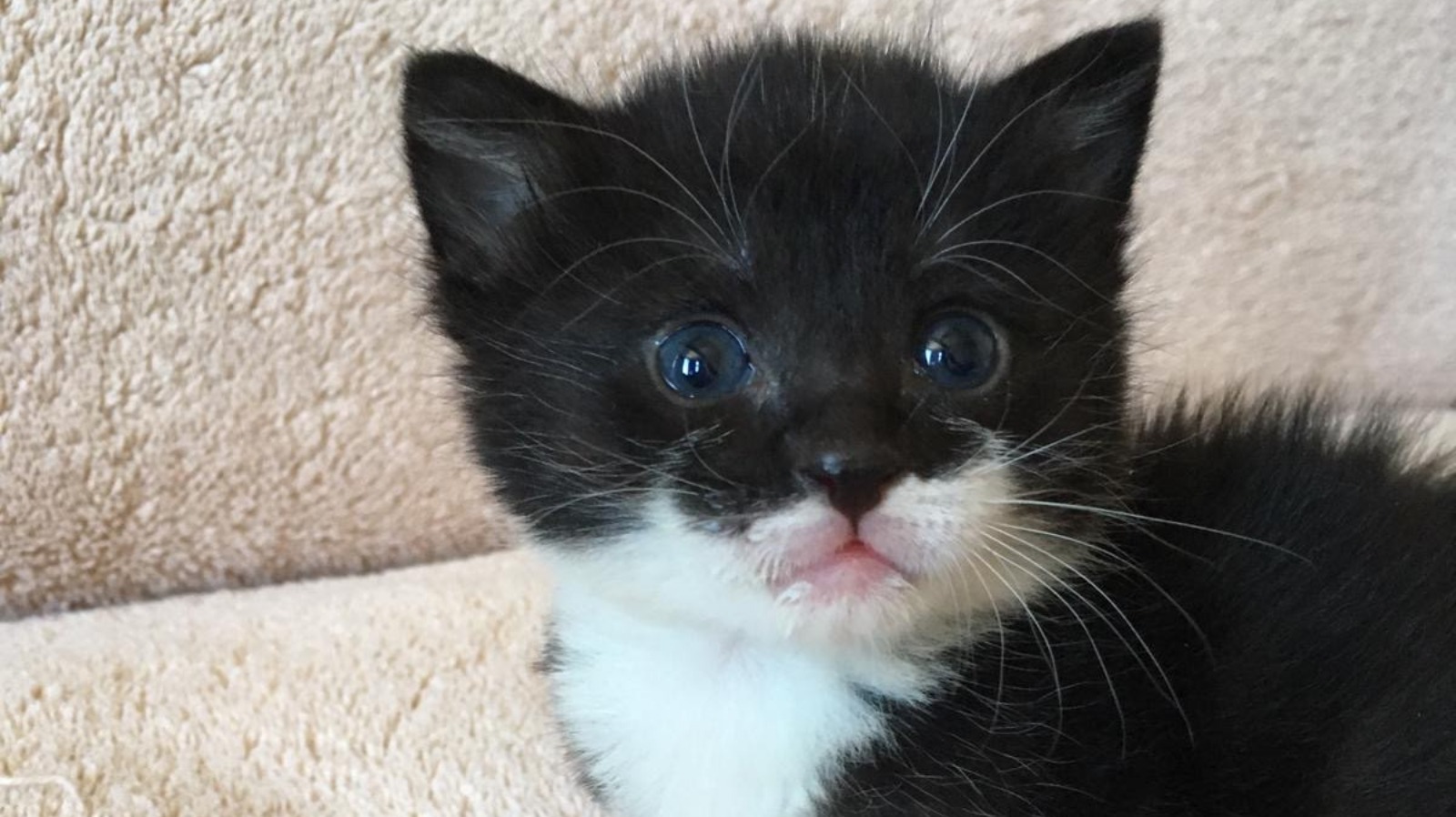 Rspca Border Itv News