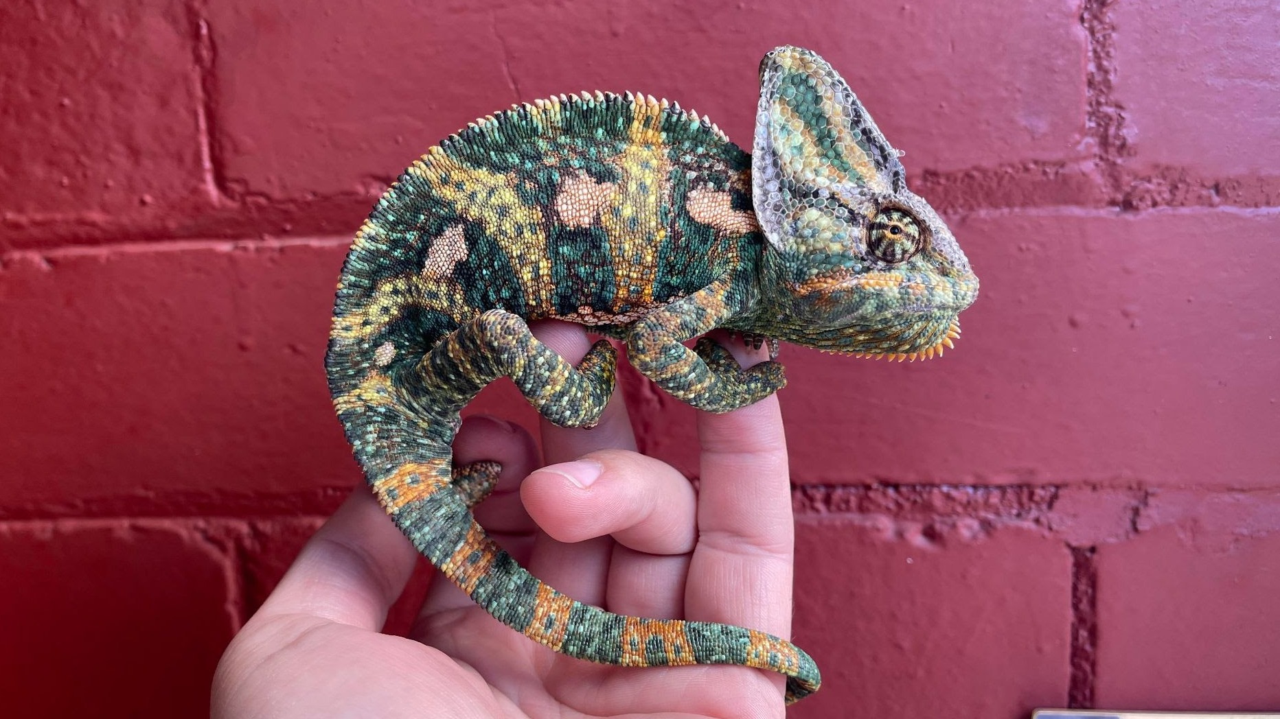 Chameleon Returns After Missing for a Century