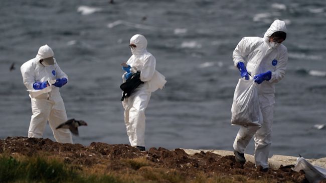 Bird flu