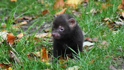 The bush dog pup