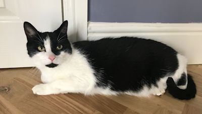 150521 billy elliot the abandoned cat hartlepool RSPCA