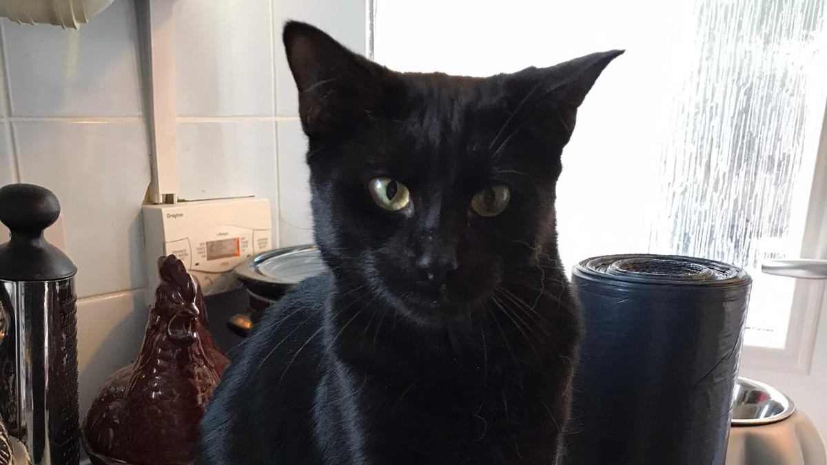 Bristol woman devastated after autopsy proves her cat Gizmo was