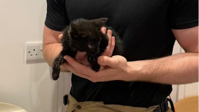 080721-kitten rescued-west sussex fire and rescue