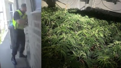 cannabis farms West Yorkshire