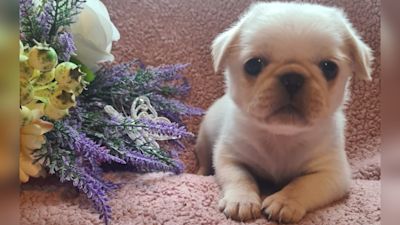 The eight-week-old pug-Pekingese cross was stolen from business premises at Pondwell Retail Park in Wisbech.
Credit: Cambridgeshire Police.