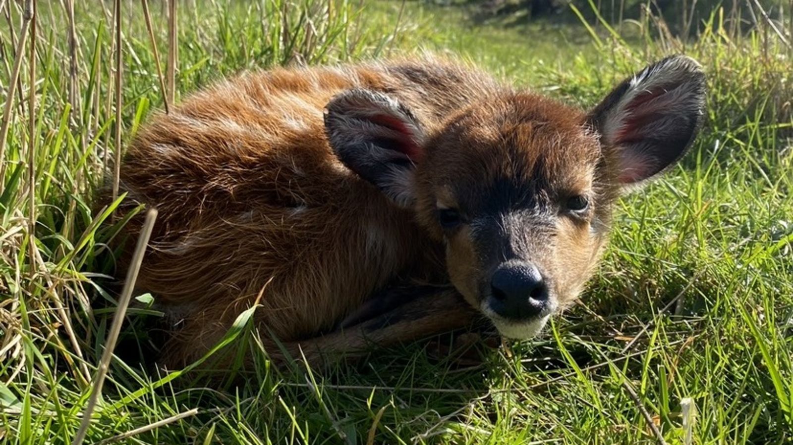 world of dogs - the antelope calf let out a muffled... Rare antelope calf born at Marwell Zoo in Hampshire | ITV News Meridian