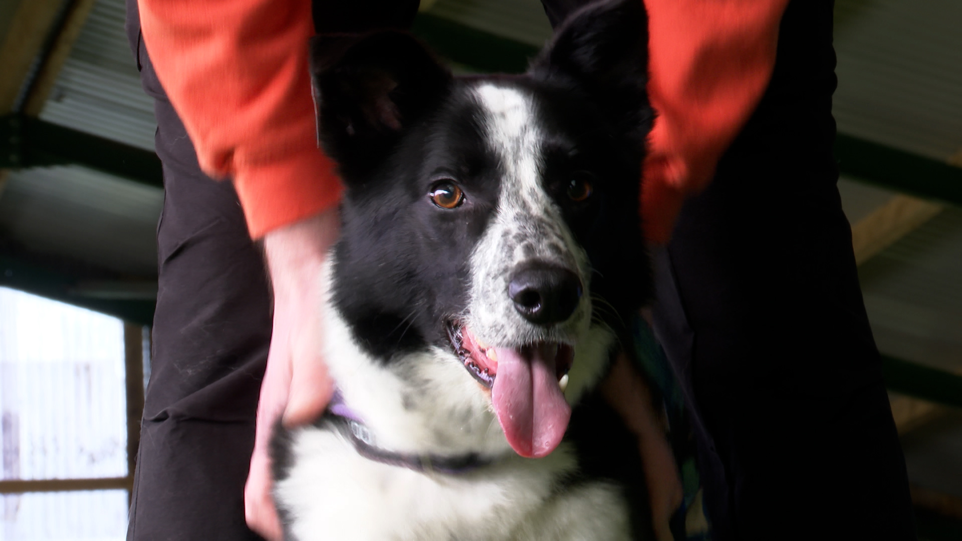 Itv store dog breeds