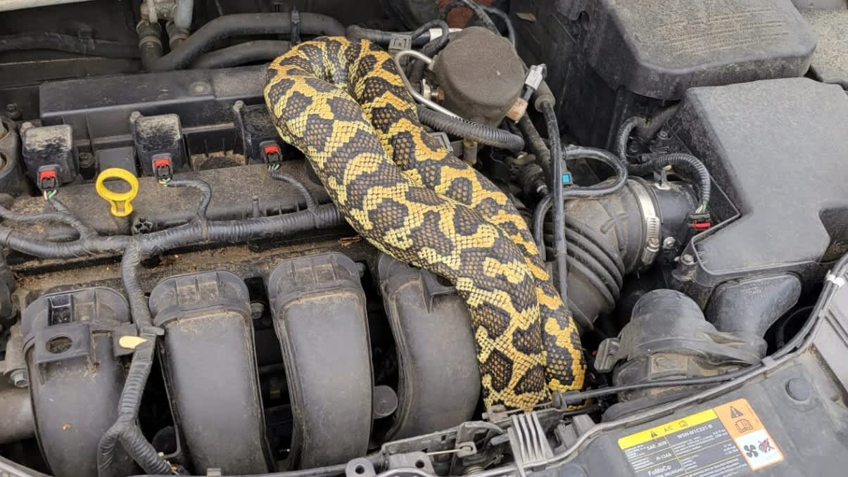 Seven-foot long python found keeping 'warm' under car bonnet